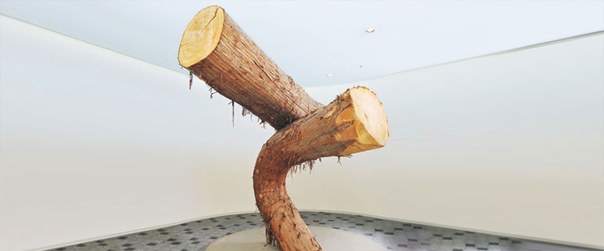 기업 이념 구부러진 거대한 삼나무